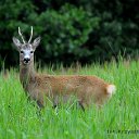 rejon 26 (2)